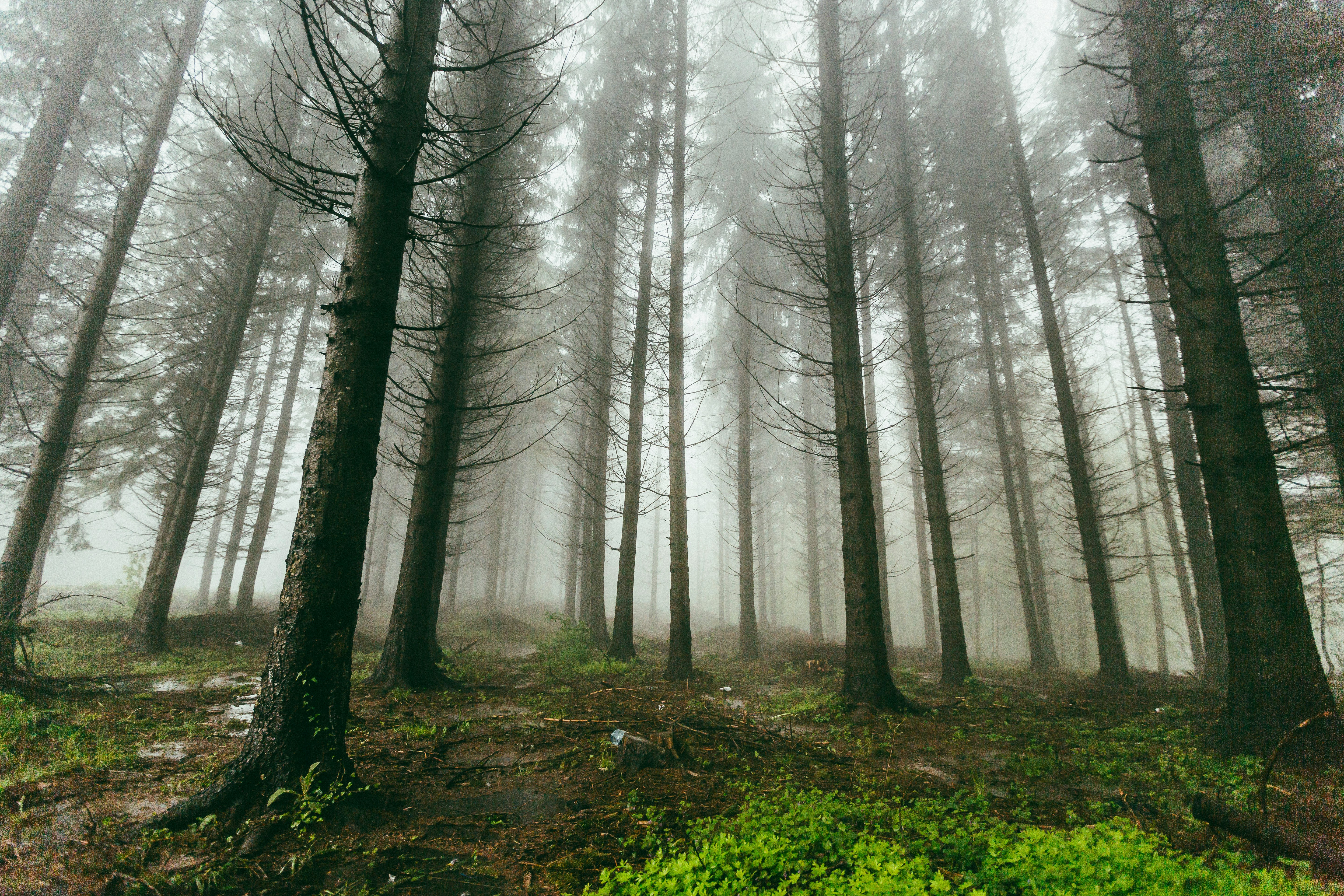 fogs covering forest